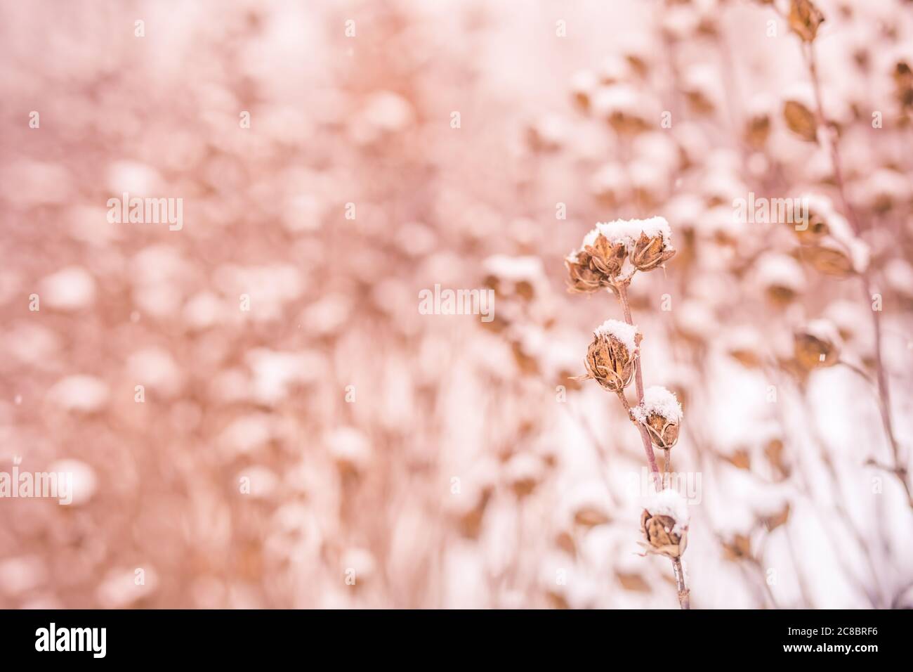 Cespugli innevati nella neve nel parco. Fianchi di rosa rosso ghiacciato in giardino. Foto Stock