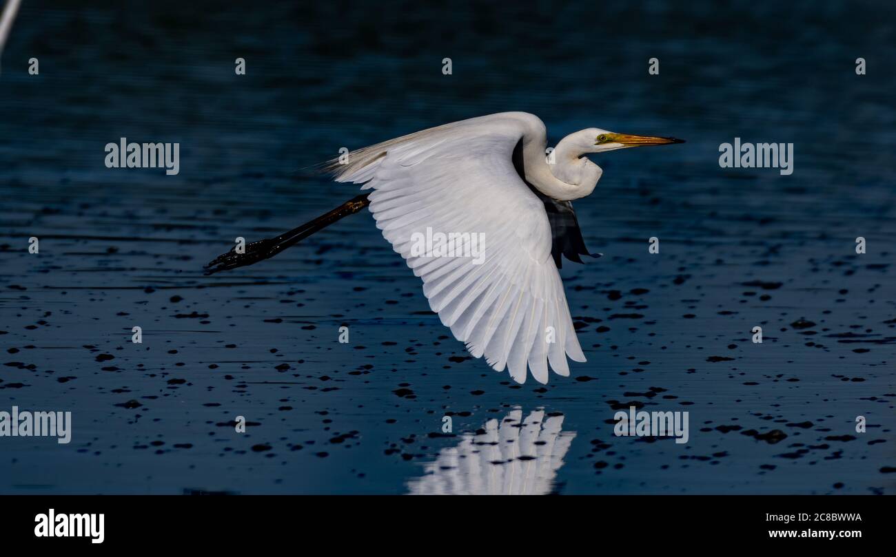 Eastern Great Egret volando su acque blu profonde- Nome scientifico Ardea Alba Modesta Foto Stock