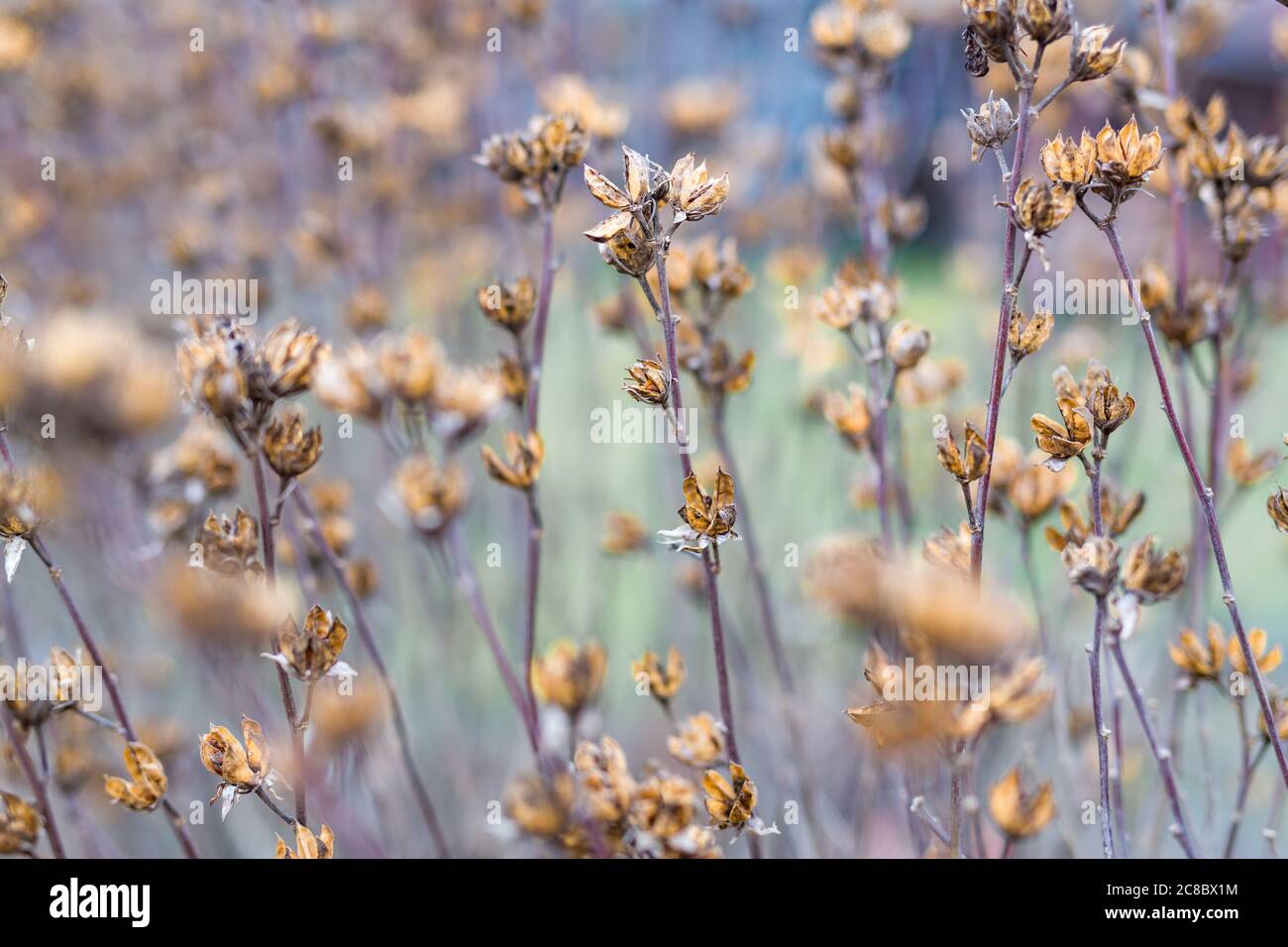 Cardo nel campo invernale autunno Foto Stock