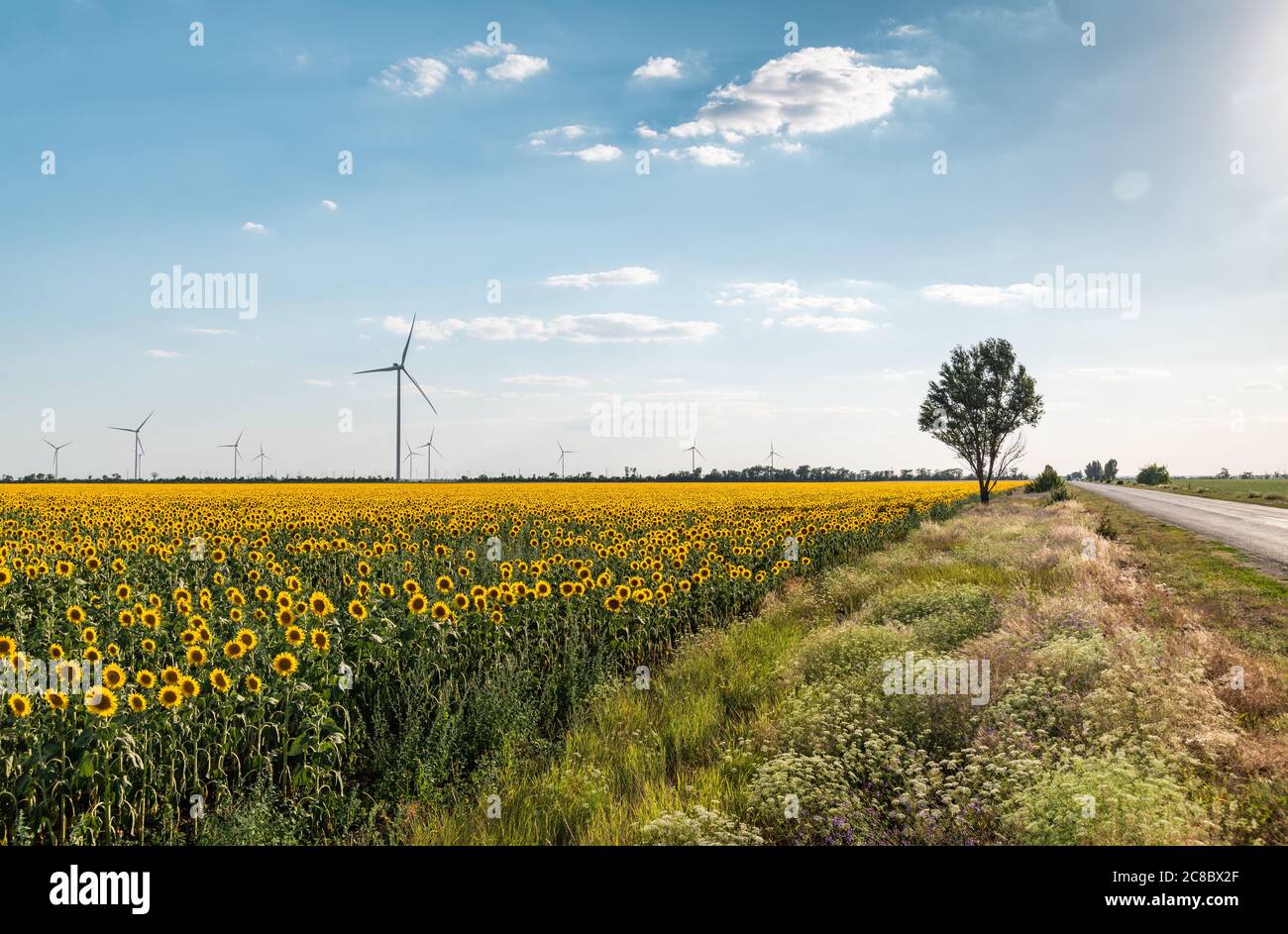 Paesaggio rurale, turbine eoliche in campo di girasole, produzione di energia alternativa Foto Stock