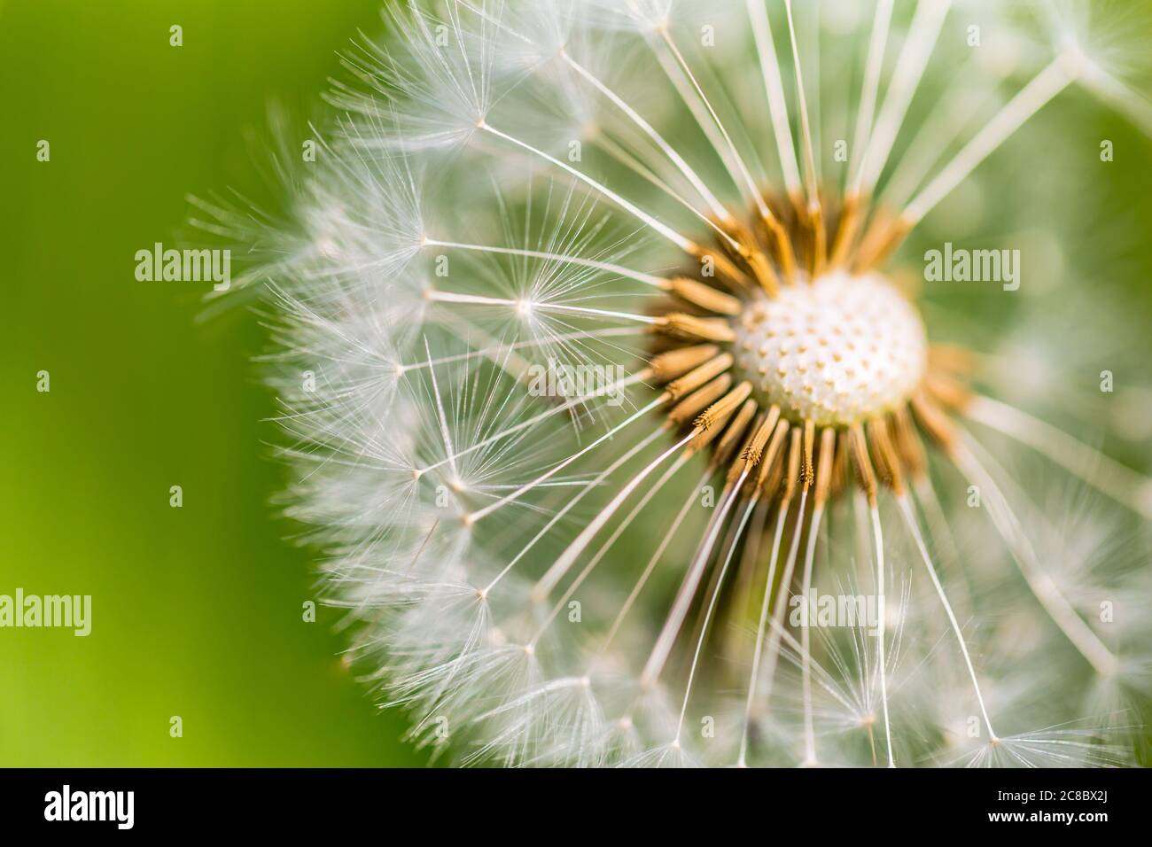 Dente di leone in una vista macro. Closeup artistico natura, soleggiato primavera estate sfondo floreale. Foto d'arte di un dente di leone da vicino su uno sfondo luminoso e soleggiato Foto Stock