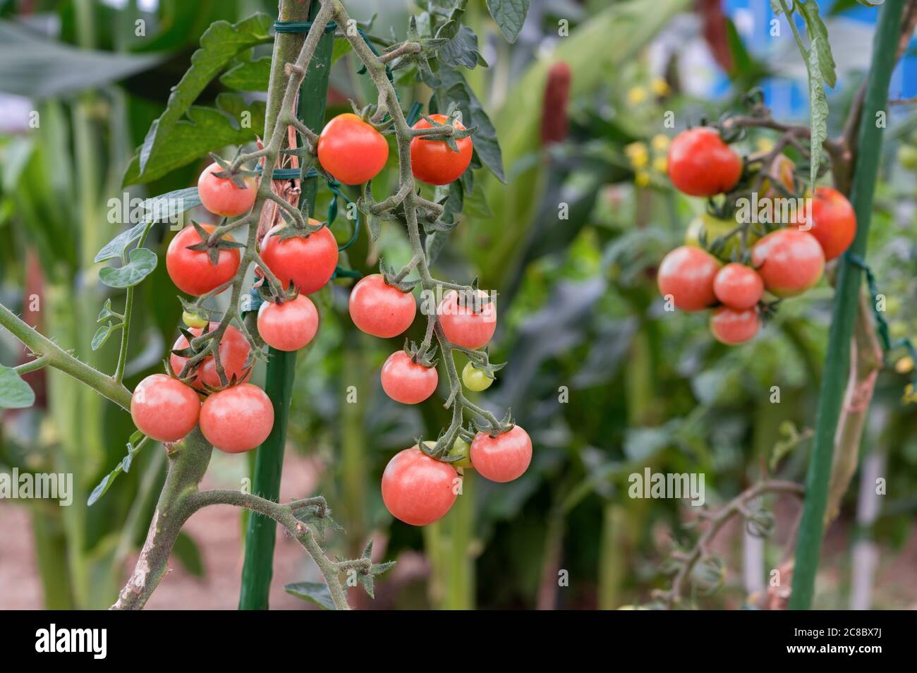 Pianta di pomodoro di ciliegia biologica, un grappolo di piccoli frutti di pomodoro maturi rossi. Foto Stock