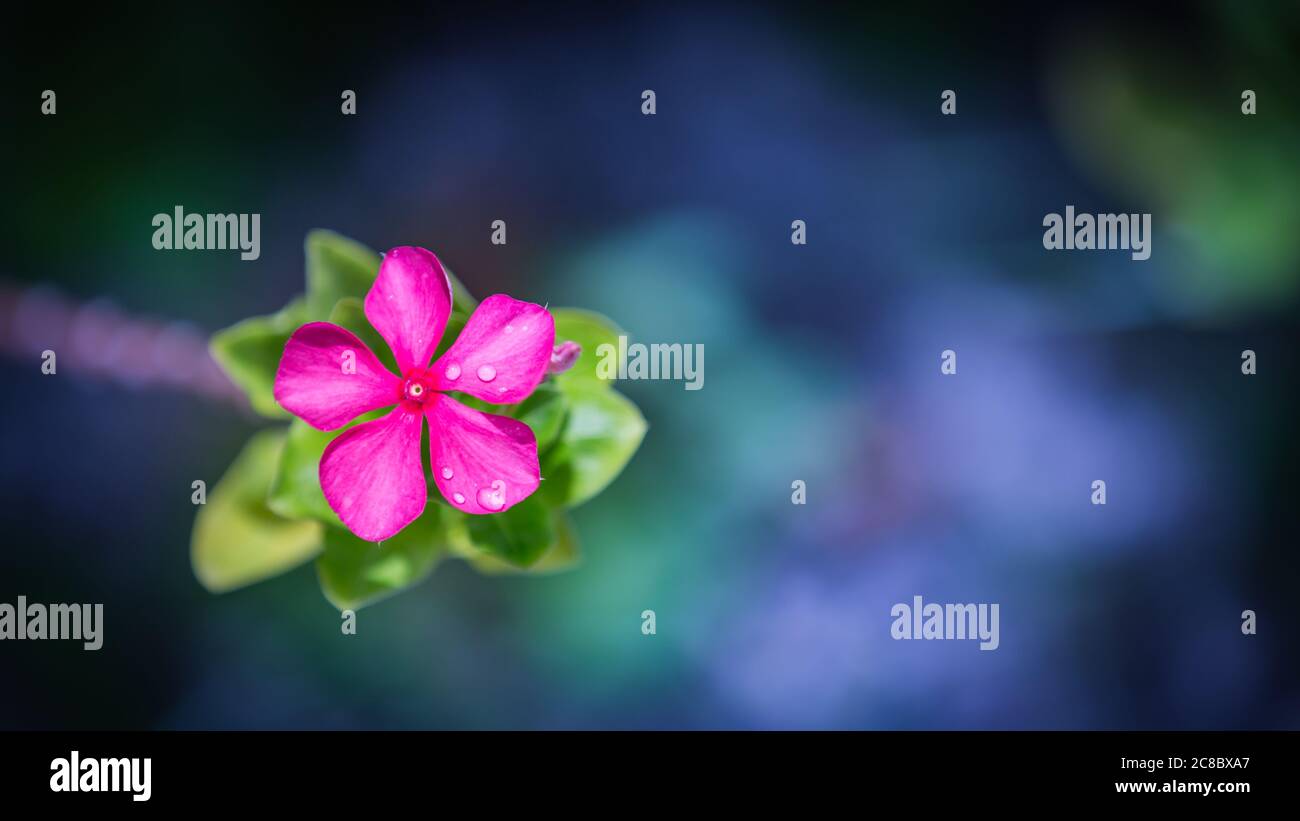 Viola rosa fiore colorato su sfondo natura verde tropicale scuro, banner panoramico esotico. Fiore tropicale della natura Foto Stock