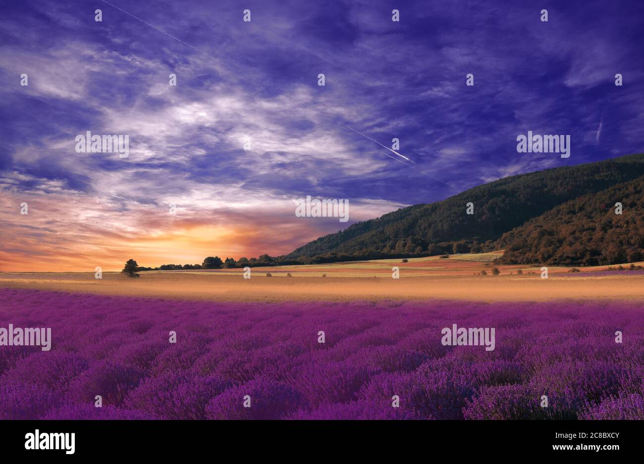 Bella natura tranquilla background.Amazing Lavender Flowers.Art Design.Creative Photography.Conceptual Photo.Artistic Wallpaper.Field al tramonto.Sun. Foto Stock