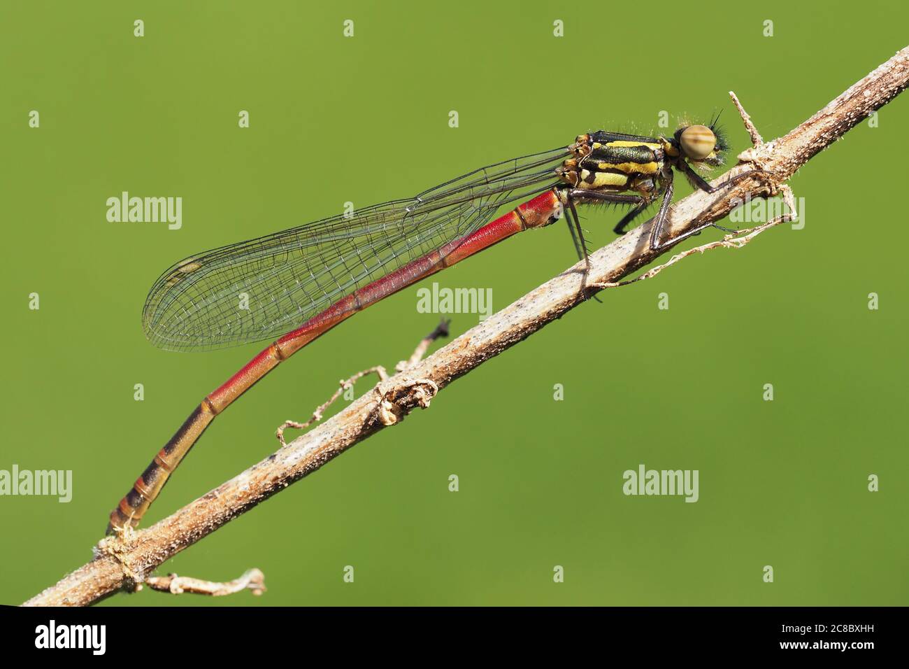 Grande mosca rossa (ninfula di Pyrrhosoma) appollaiato su ramoscello. Tipperary, Irlanda Foto Stock