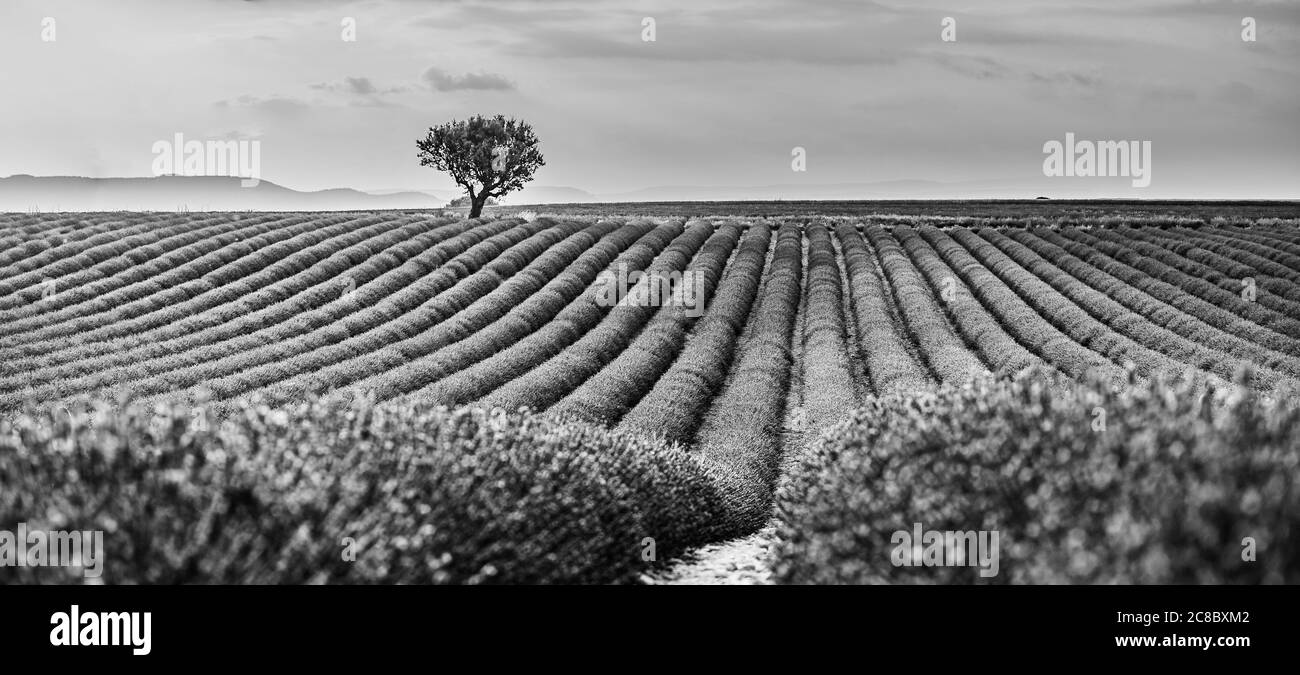 Campi di lavanda monocromatici. Bella immagine del campo di lavanda, astratto artistico processo in bianco e nero. Paesaggio estivo tramonto, a contrasto Foto Stock