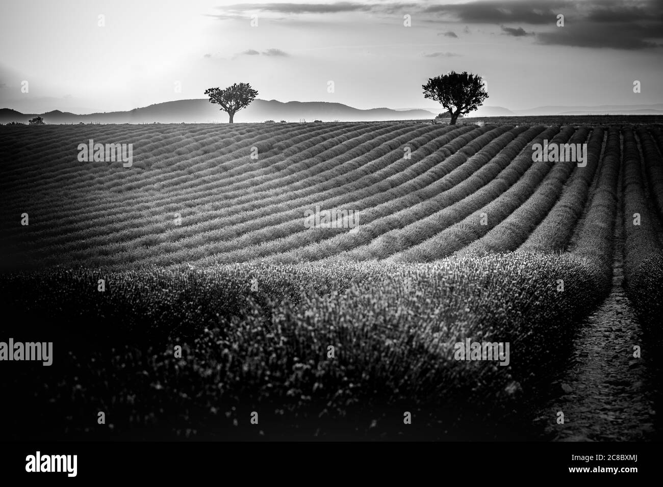 Campi di lavanda monocromatici. Bella immagine del campo di lavanda, astratto artistico processo in bianco e nero. Paesaggio estivo tramonto, a contrasto Foto Stock