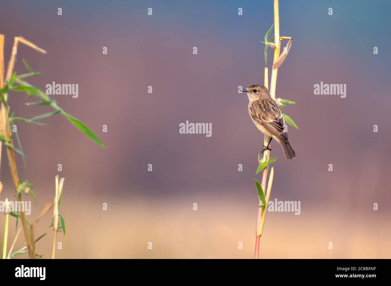 La chat sulla pietra siberiana o la chat sulla pietra asiatica è una specie convalidata di recente della famiglia dei flycatcher del Vecchio mondo. Come gli altri flycatcher a trush Foto Stock