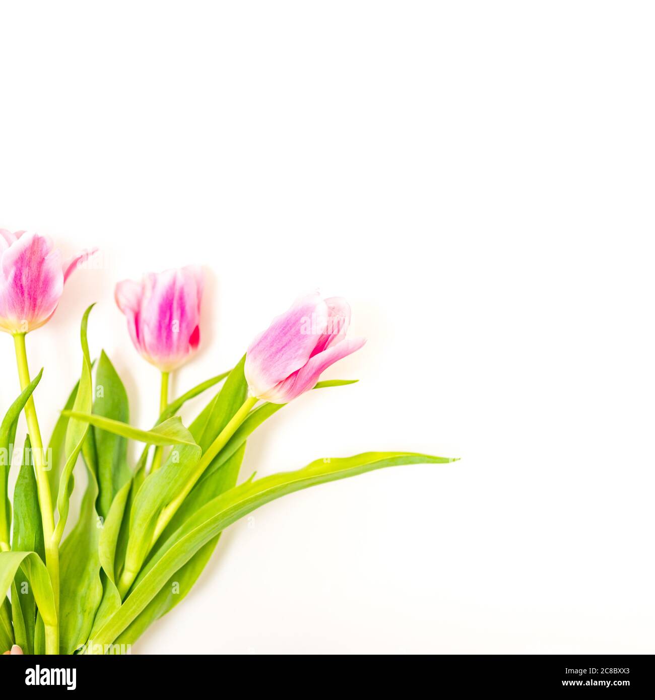 Bouquet di tulipani rosa isolato su sfondo bianco dall'alto. Vista dall'alto del bocciolo di fiori rossi. Layout del design del biglietto d'auguri per la primavera e la pasqua. Foto Stock