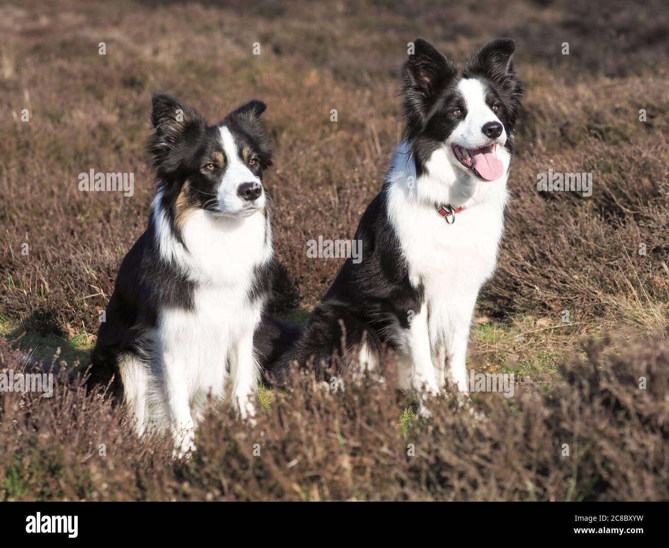Due cani collie di bordo siedono nella erica. Foto Stock