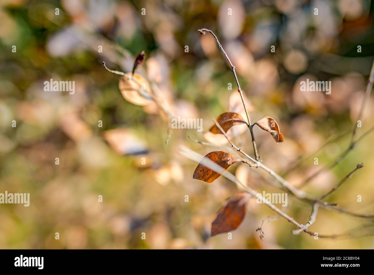 Foglie d'autunno, sfondo della natura autunnale con ramo d'albero Foto Stock