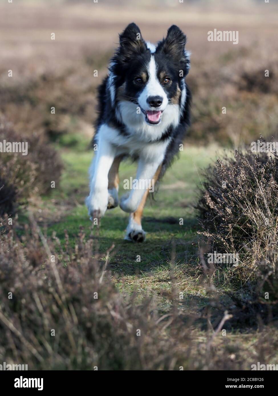 Un cane collie bordo corre attraverso l'erica. Foto Stock