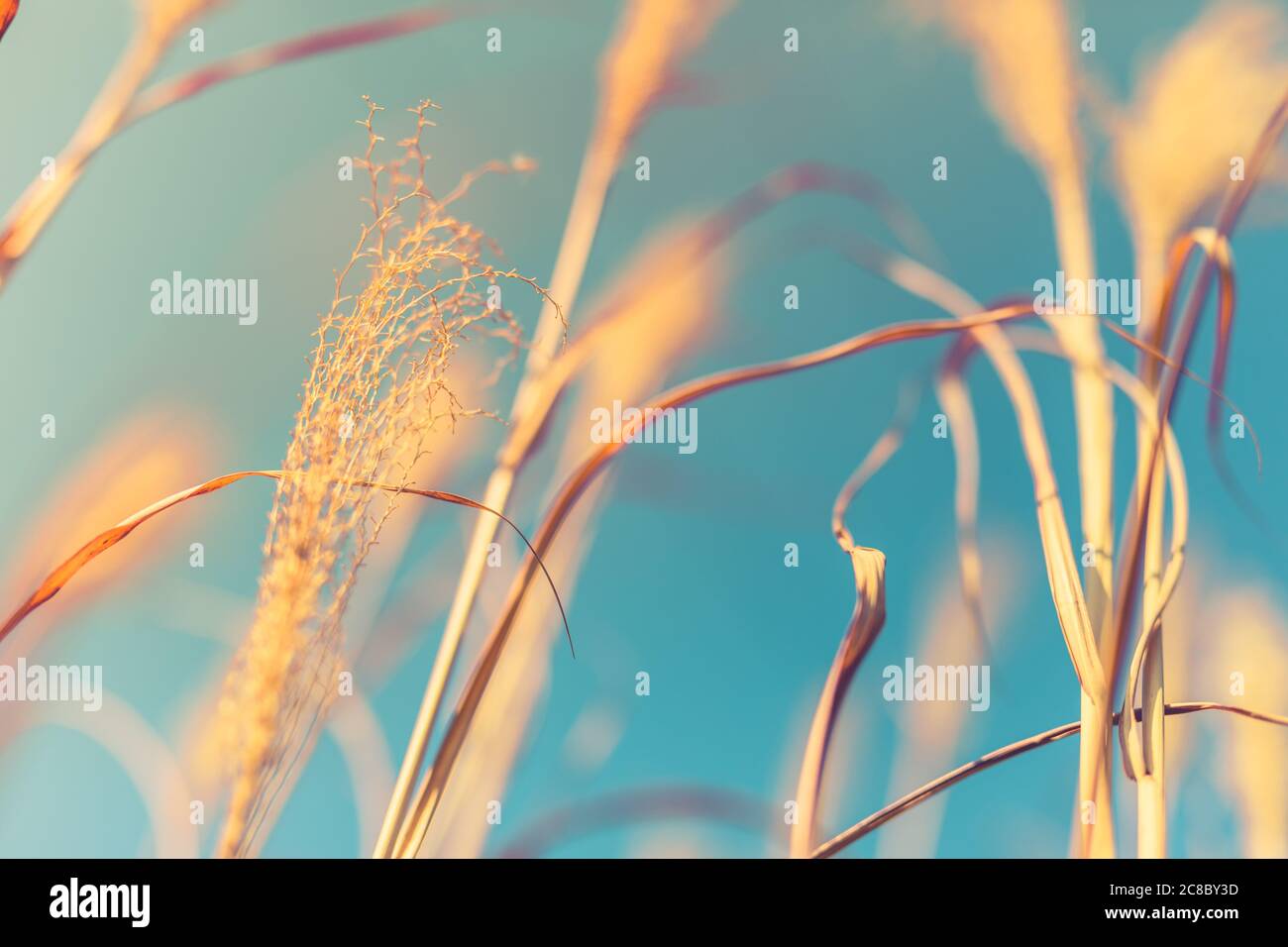 Fiori di campo gialli, pianta di autunno asciutta contro cielo blu Foto Stock