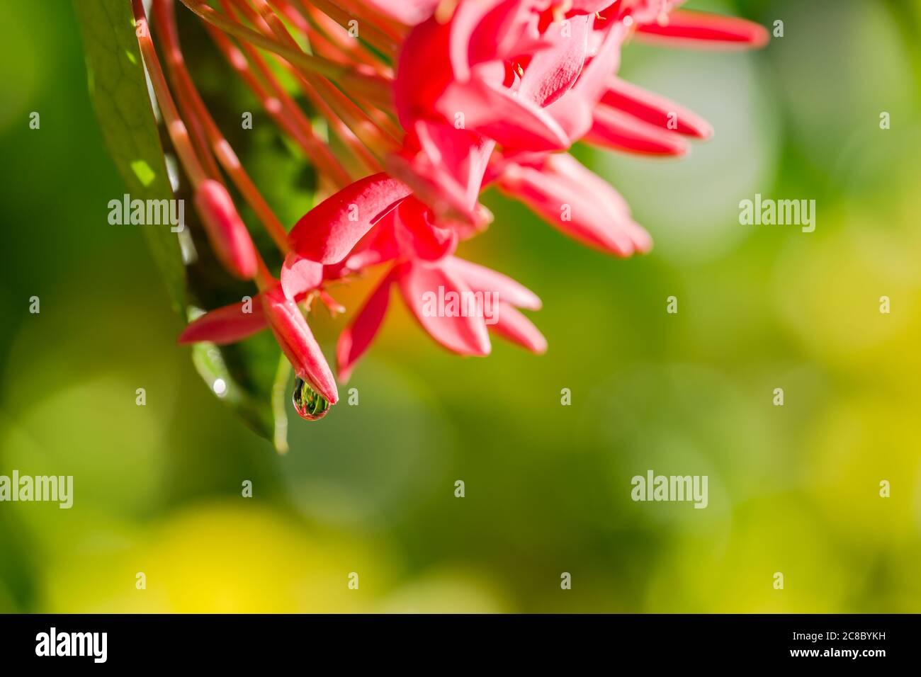 Fiore colorato con gocce di pioggia su luminoso sfondo tropicale fogliame natura. Soleggiata Foto Stock