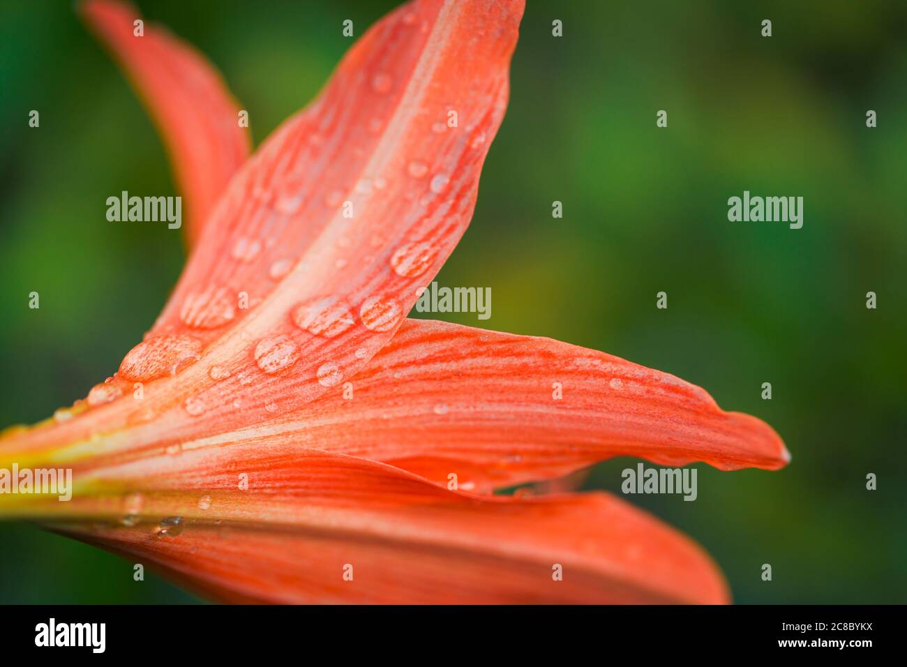 Fiore colorato con gocce di pioggia su luminoso sfondo tropicale fogliame natura. Soleggiata Foto Stock