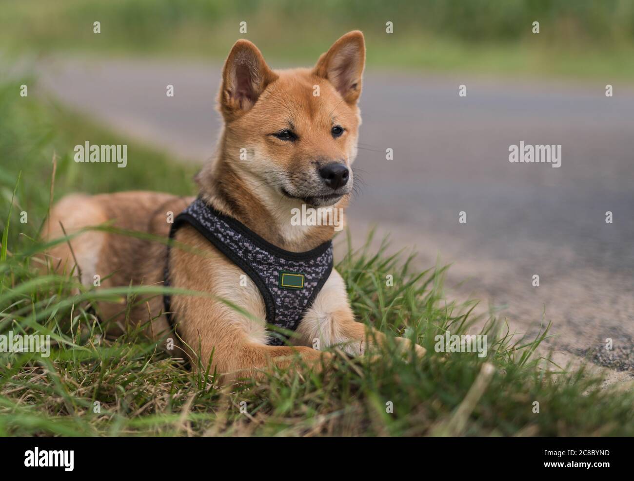 Un Inu Shiba giacente nell'erba Foto Stock