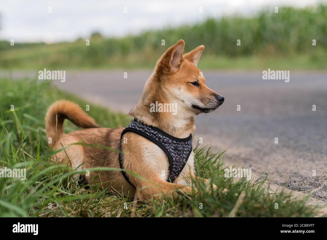 Attento Shiba Inu sdraiato nell'erba Foto Stock