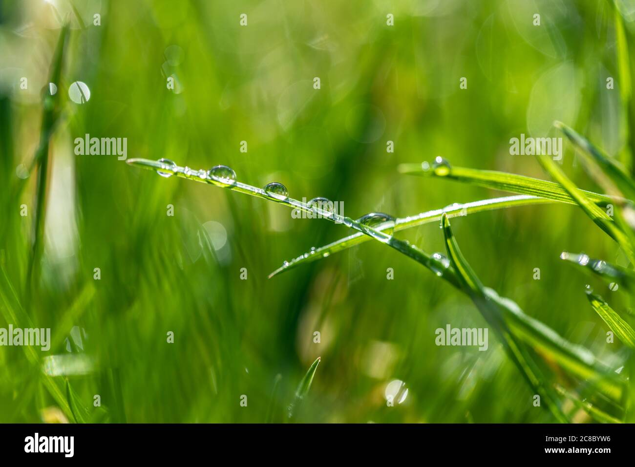 Bella erba verde lussureggiante su prato con gocce di acqua rugiada in luce mattina in primavera estate all'aperto close-up macro. Natura verde fresca, fogliame Foto Stock