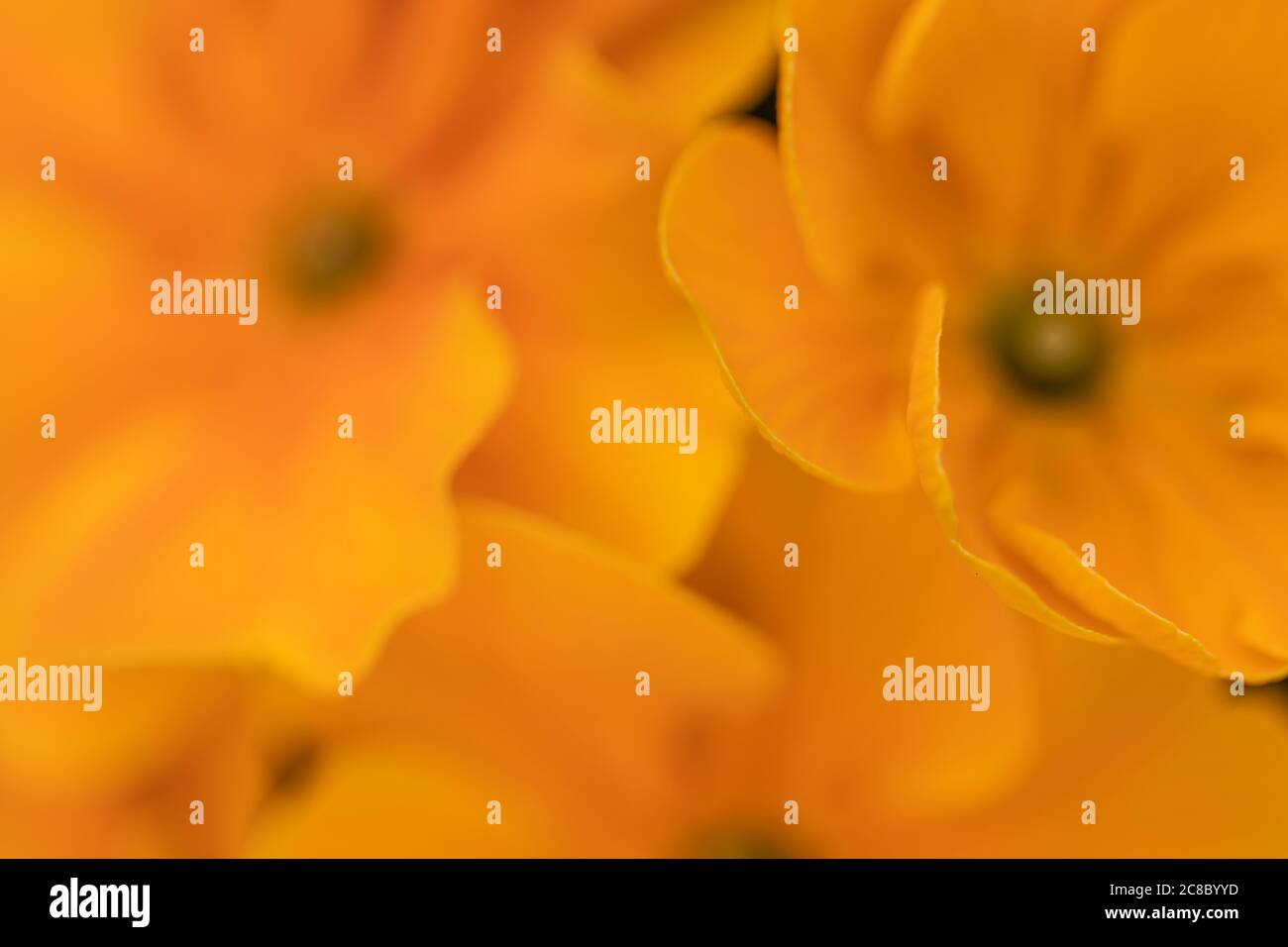 Fiori gialli. Macro shot di petali di crisantemo gialli. Foto Stock