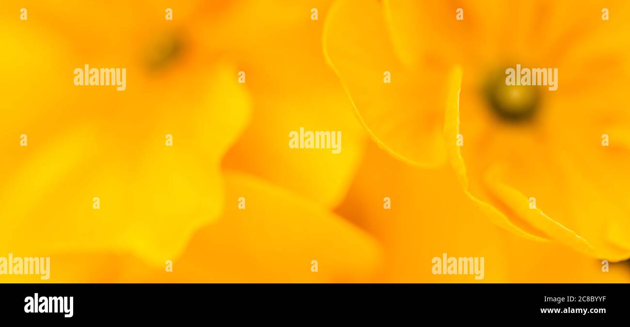 Fiori gialli. Macro shot di petali di crisantemo gialli. Foto Stock