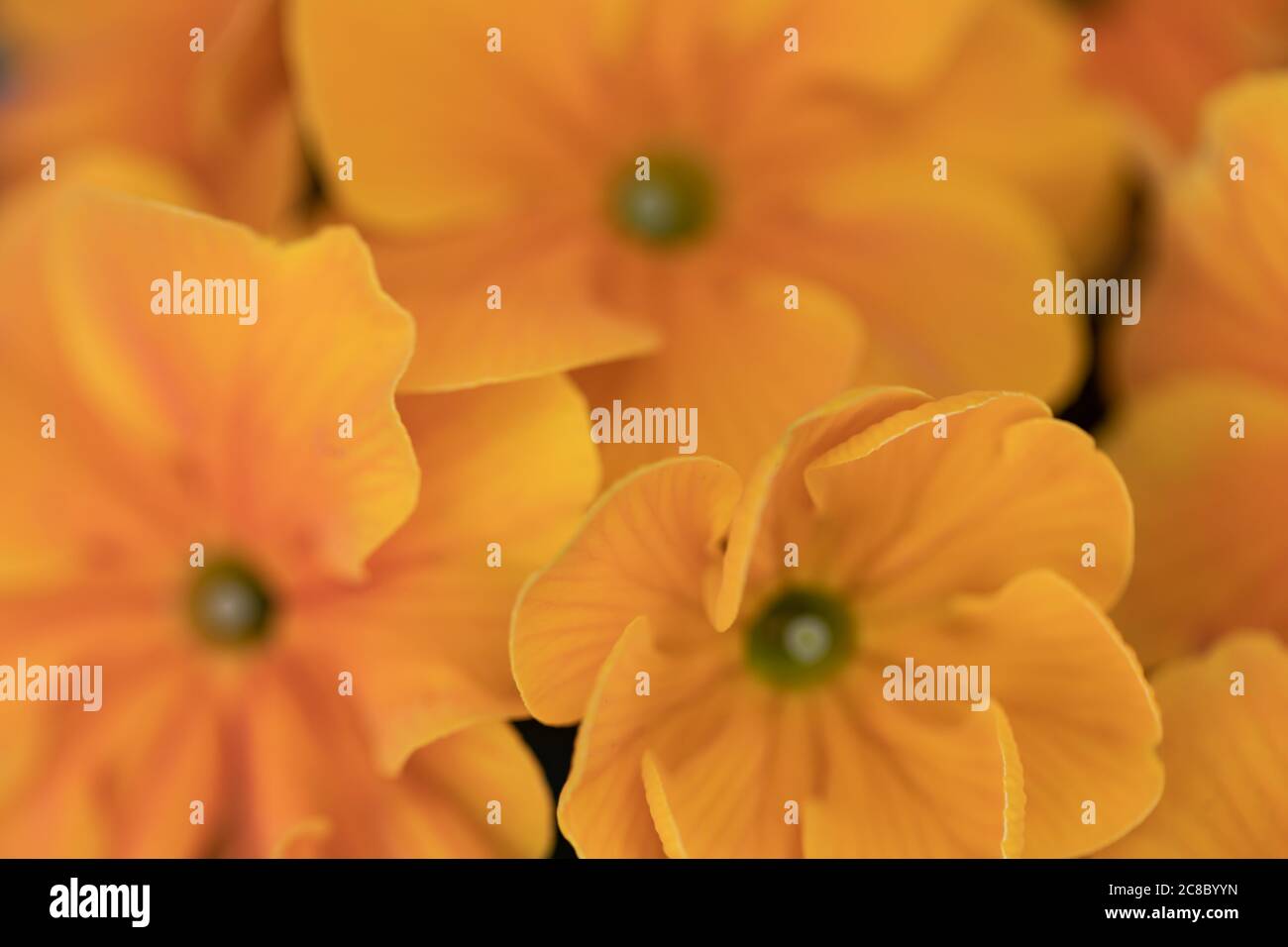 Fiori gialli. Macro shot di petali di crisantemo gialli. Foto Stock