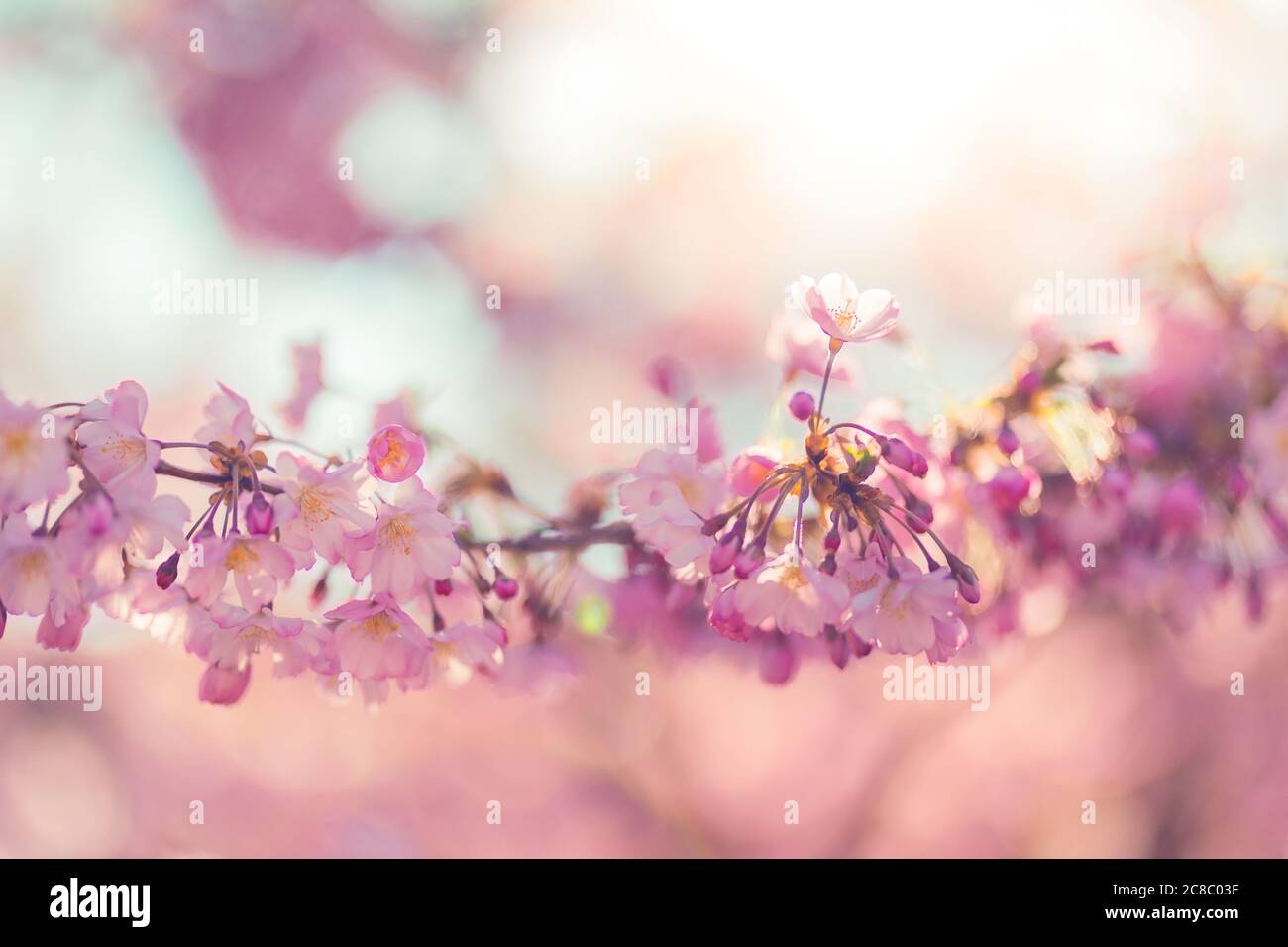 Bordo primaverile, fiore primaverile e natura floreale aprile su sfondo blu. Bella sfocatura di fiori di primavera colorati, colori. Fioritura di ciliegi soleggiati Foto Stock