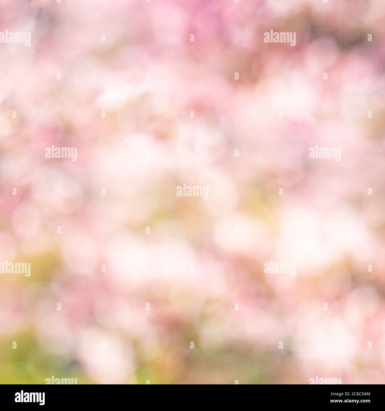 Astratto sfondo primaverile con fiori rosa, sfocatura bokeh primavera fioritura sfondo floreale Foto Stock