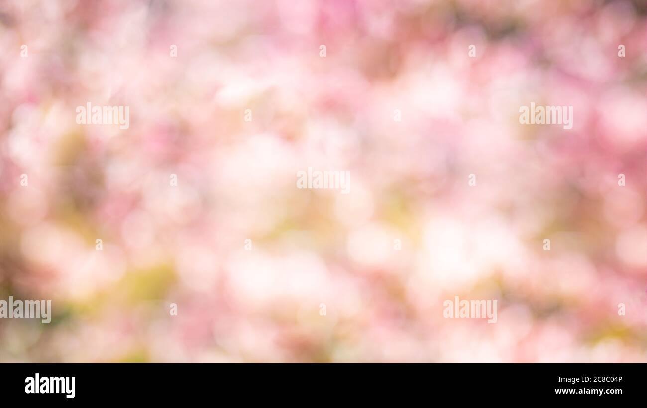 Astratto sfondo primaverile con fiori rosa, sfocatura bokeh primavera fioritura sfondo floreale Foto Stock