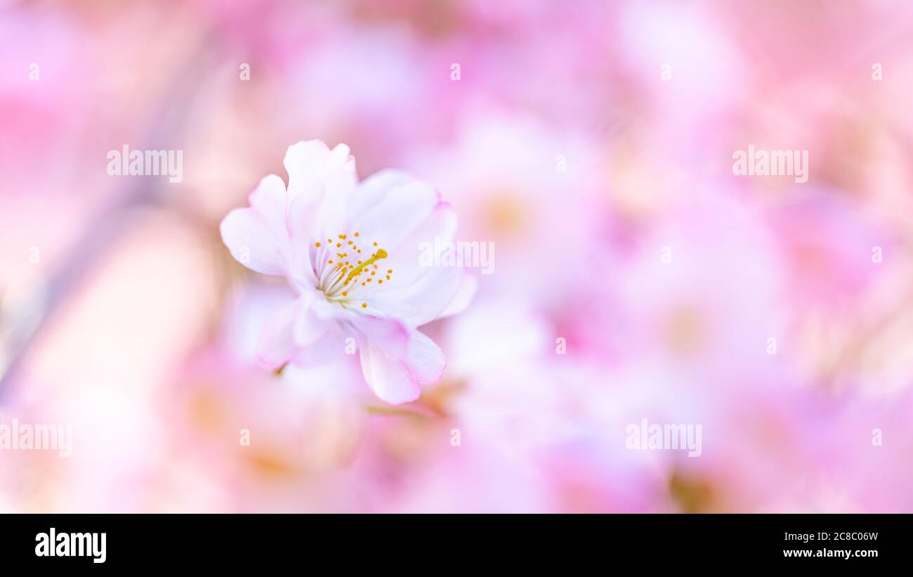Bordo primaverile, fiore primaverile e natura floreale aprile su sfondo blu. Bella sfocatura di fiori di primavera colorati, colori. Fioritura di ciliegi soleggiati Foto Stock