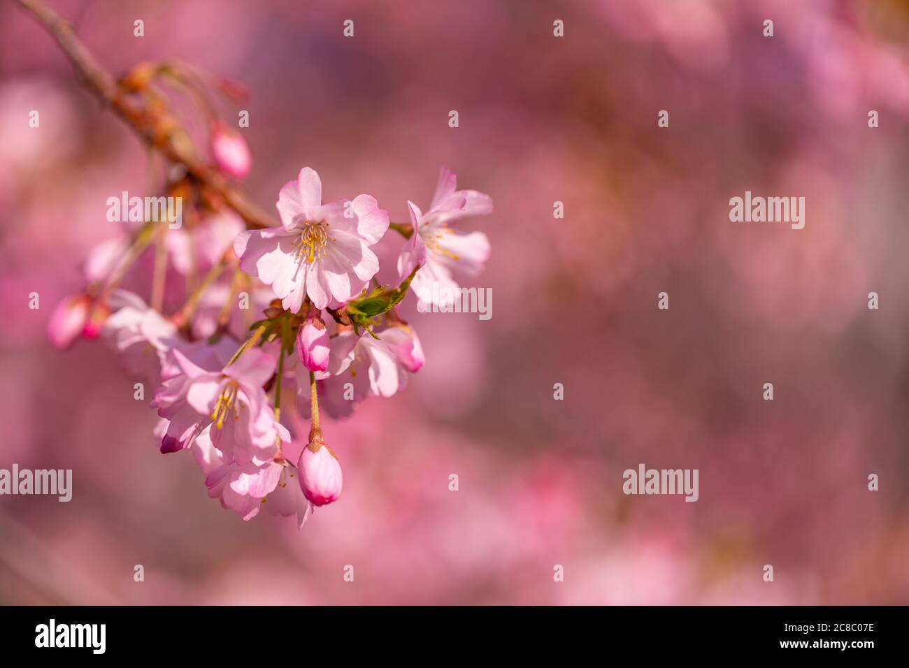Bordo primaverile, fiore primaverile e natura floreale aprile su sfondo blu. Bella sfocatura di fiori di primavera colorati, colori. Fioritura di ciliegi soleggiati Foto Stock