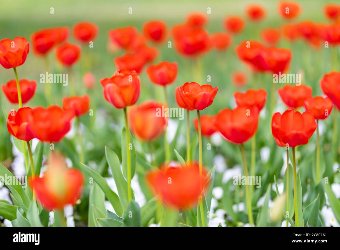 Gruppo di tulipani rossi sulla natura offuscata del parco. Paesaggio primaverile. Giardino magico con Foto Stock