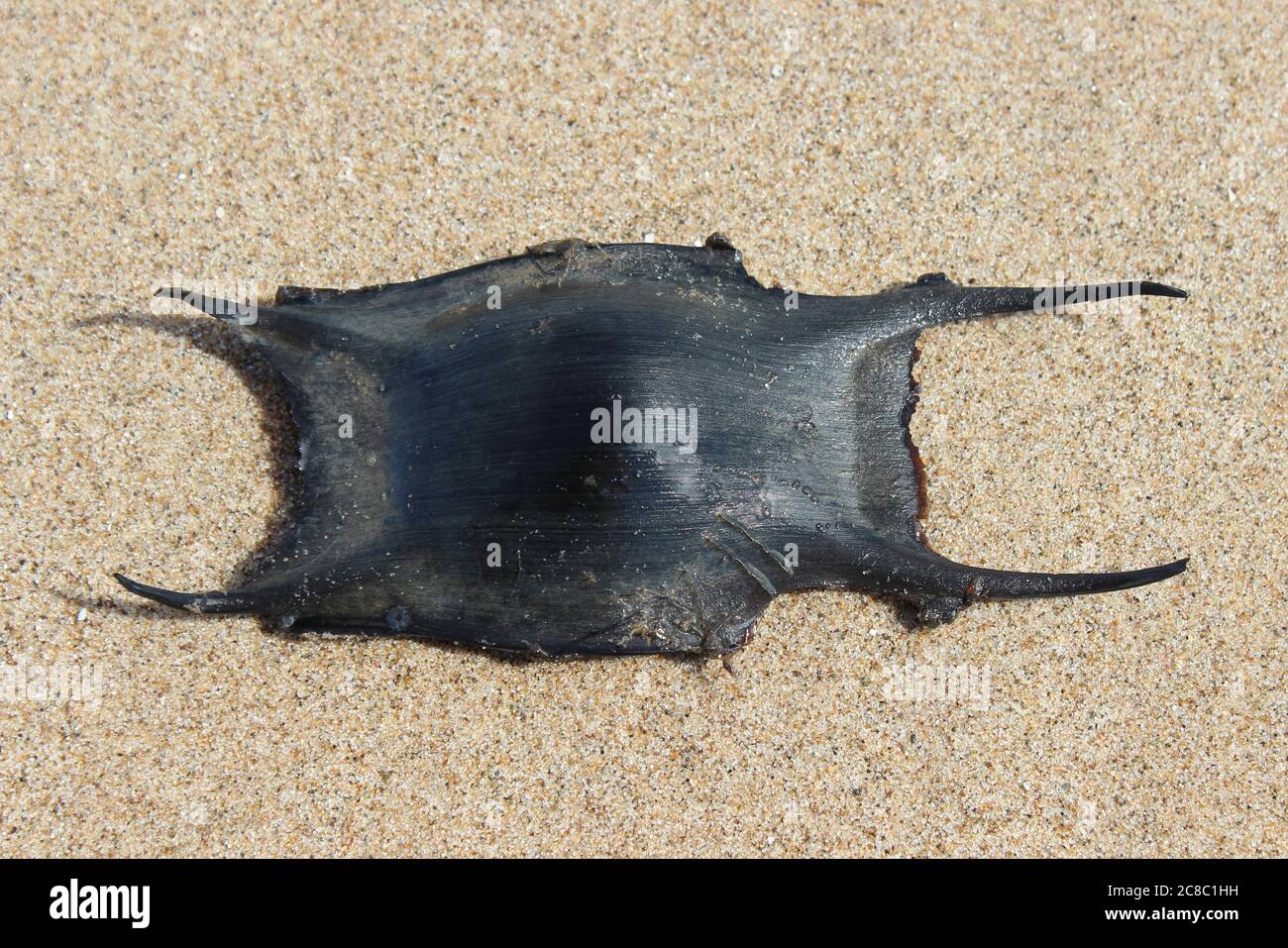 Mermaids Purse - caso di malga di Raja clavata di raggio di Thornback Foto Stock