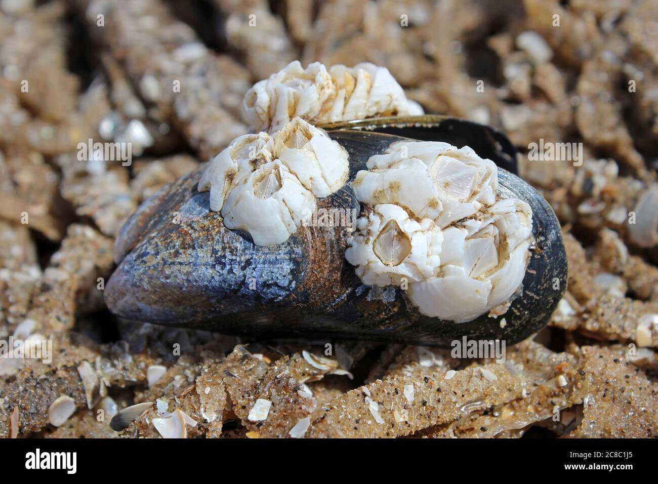Mussel Mytilus edulis comune coperto di Barnacles lavato su spiaggia Foto Stock