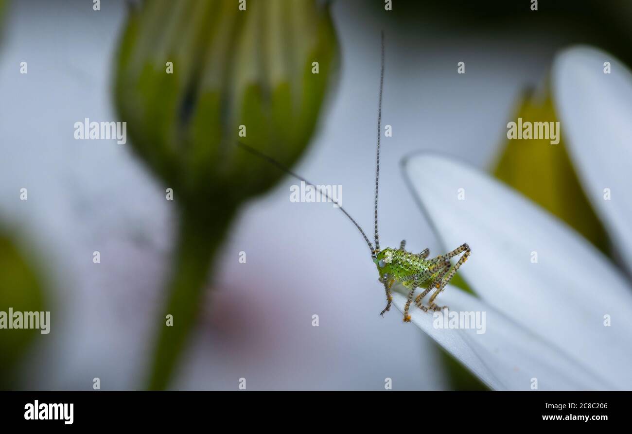 Piccolo cricket puntinato su un pellet di fiori bianchi, con spazio per la copia. Foto Stock