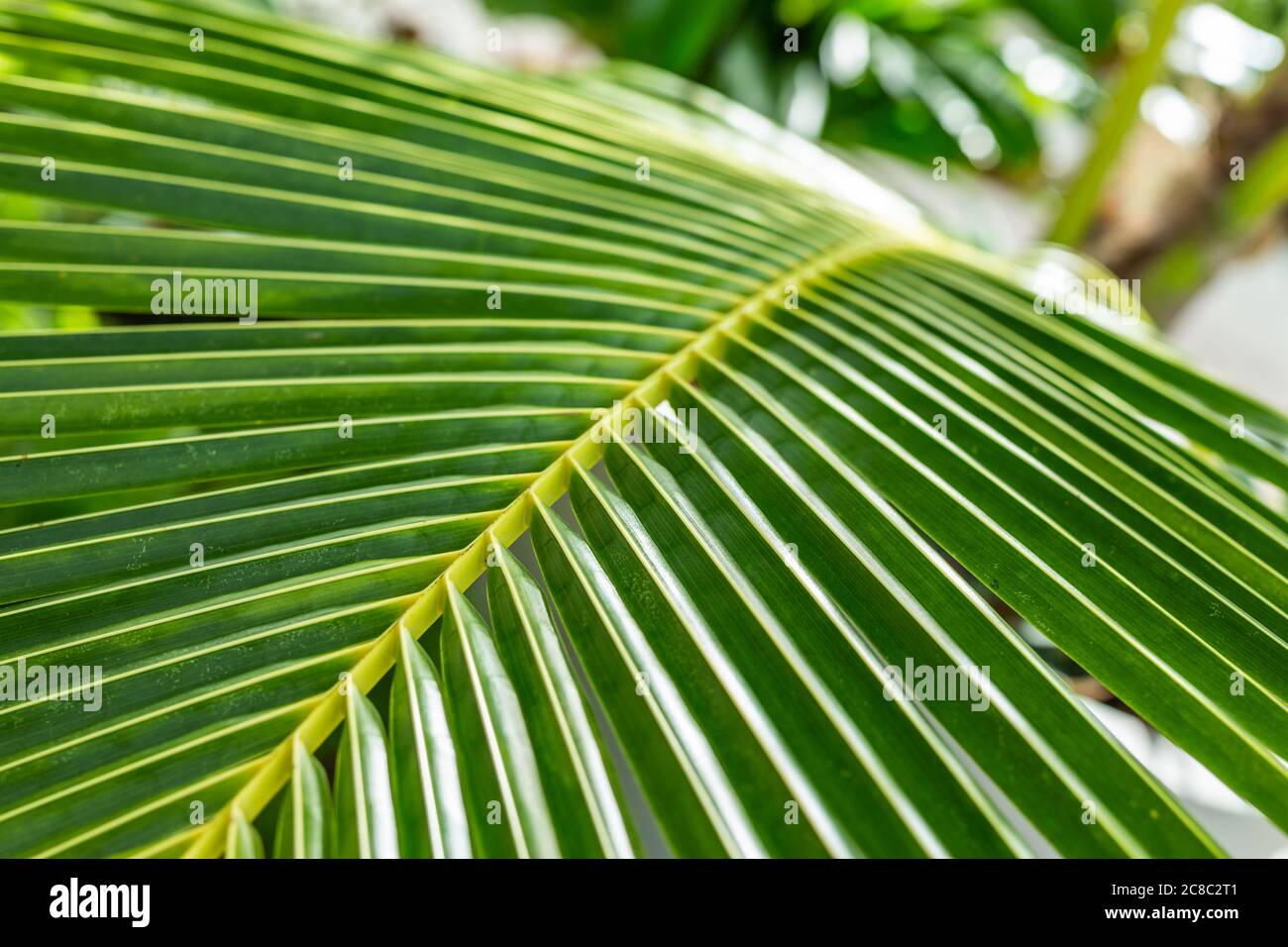 Sfondo tropicale foglia di palma. Esotica natura modello, palma texture sotto la luce del sole Foto Stock