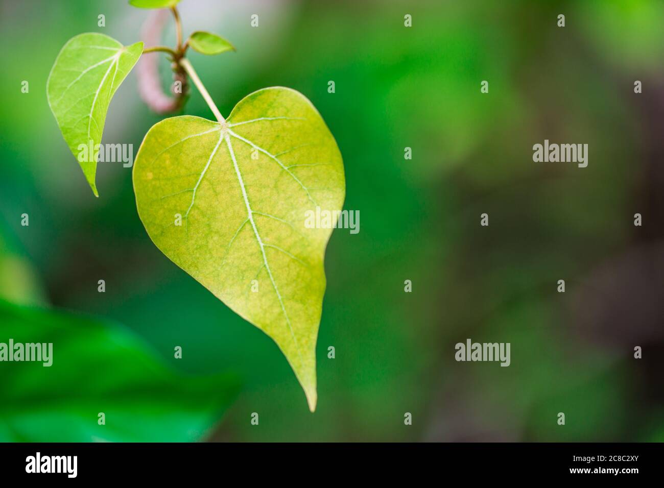 Foglia a forma di cuore su sfondo verde della foresta. Simbolo d'amore come concetto di ecologia della natura. Foto Stock