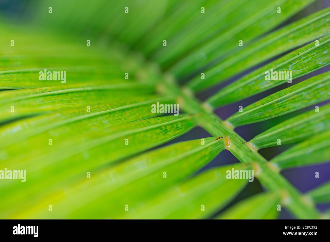 Palm lascia sfondo verde scuro. Foglia di palma tropicale artistica e ombra, astratto sfondo verde naturale, texture tonalità scure Foto Stock
