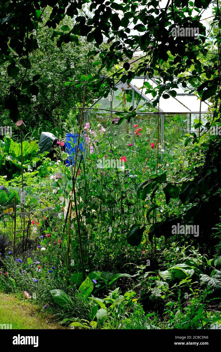 giardino di assegnazione urbano inglese, norfolk, inghilterra Foto Stock