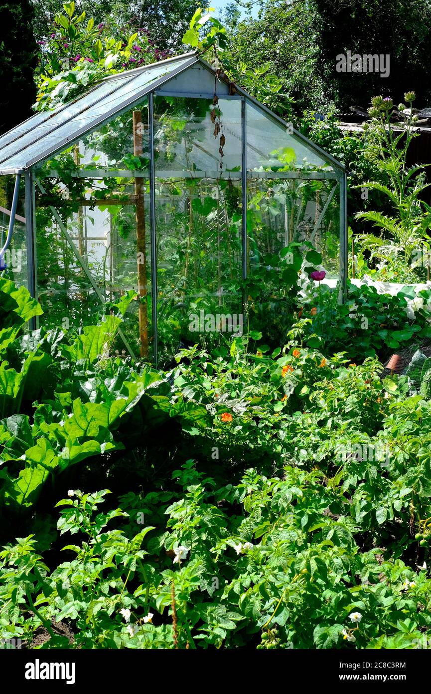 giardino di assegnazione urbano inglese, norfolk, inghilterra Foto Stock