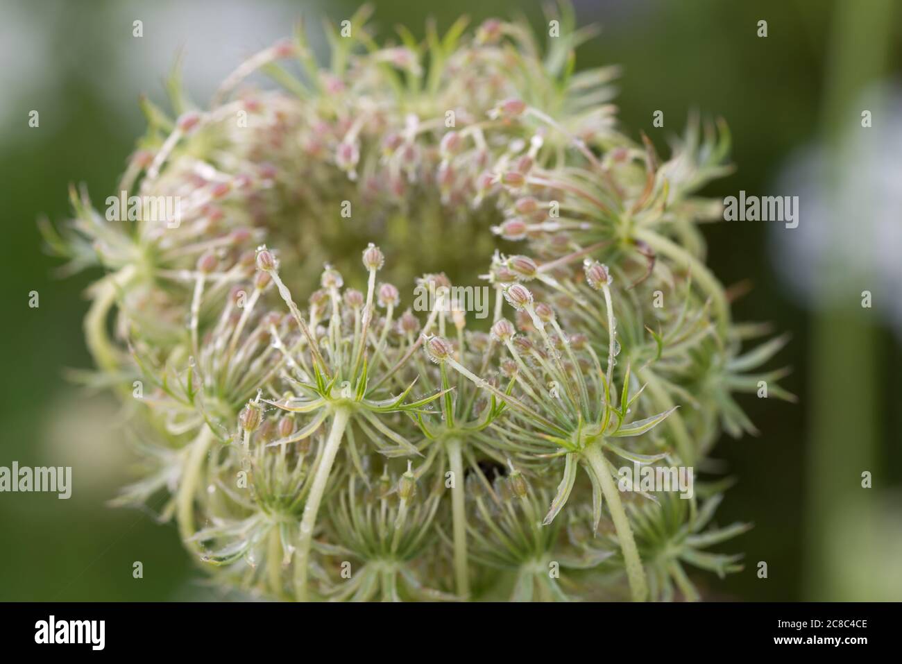 Carota di Daucus, carota selvatica, nido d'uccello, fiori bianchi di pizzo del vescovo in fuoco macro-selettivo dei prati Foto Stock