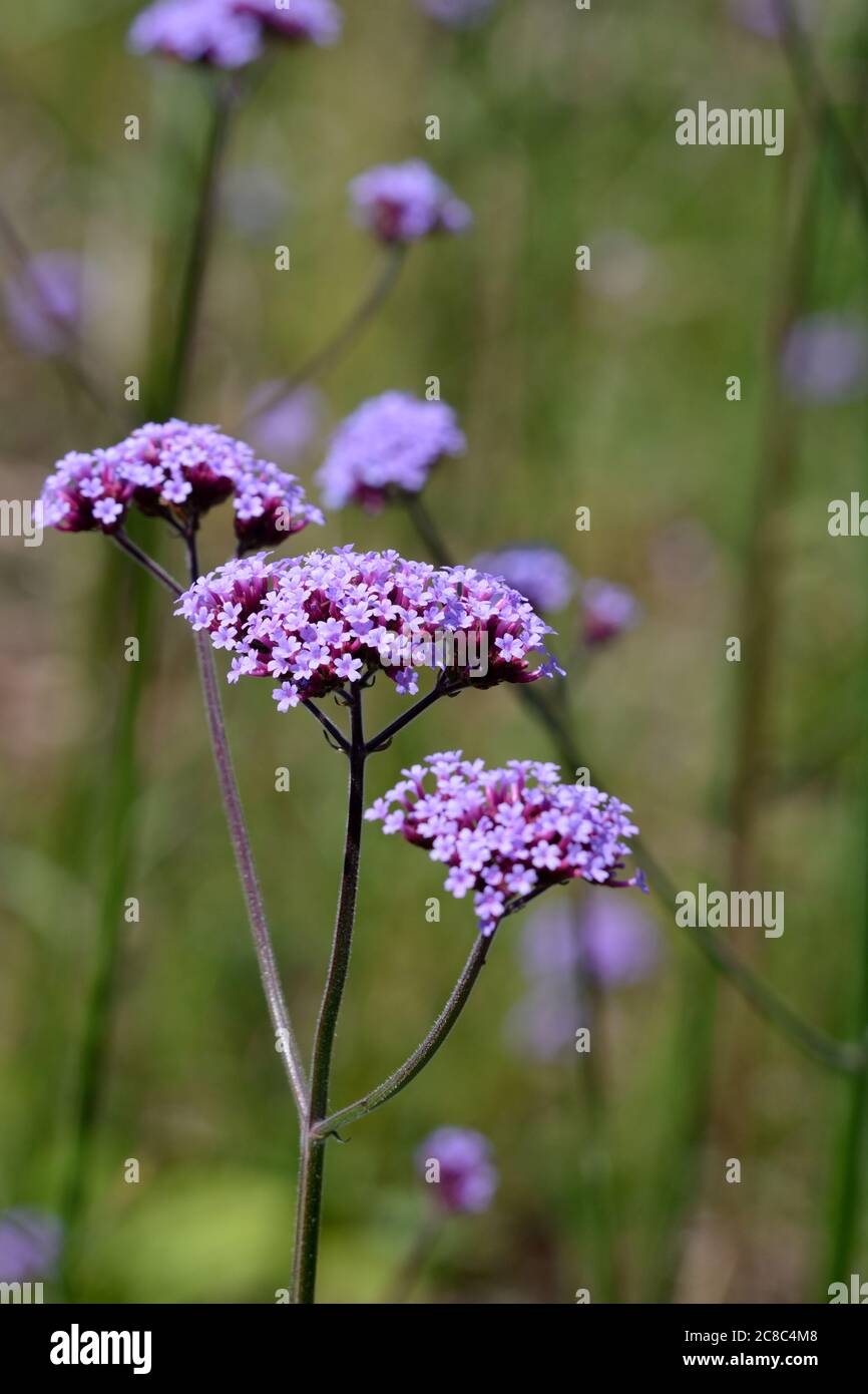 Verbena bonariensis ape e insetti che attraggono piante da giardino cottage Foto Stock