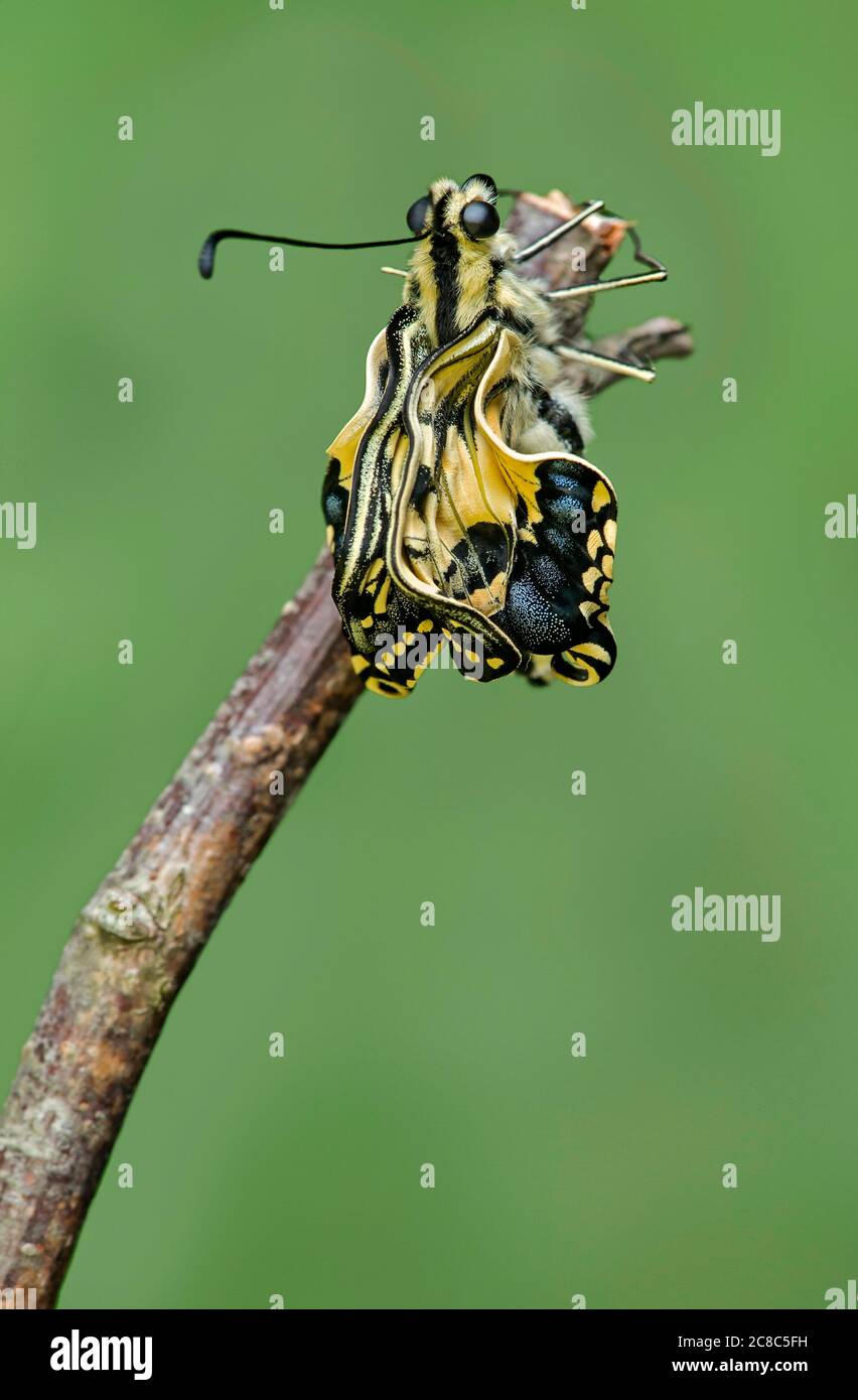 Farfalla a coda di rondine del Vecchio mondo appena schiusa (Papilio machaon) prima che le ali si svolgiino, Svizzera Foto Stock
