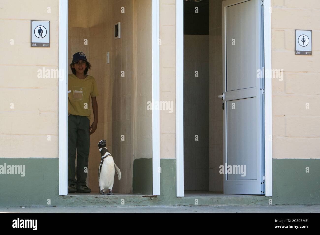 Pinguino magellanico (Sfenisco magellanicus) che esce dalla toilette pubblica degli uomini. Foto Stock
