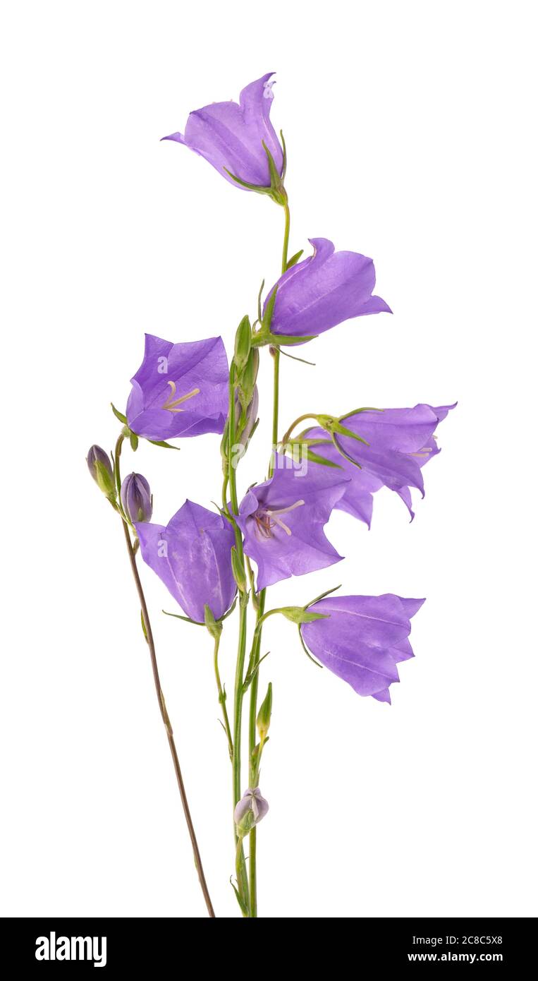 Viola campana fiore isolato su sfondo bianco. Bel bouquet fiorito. Foto Stock