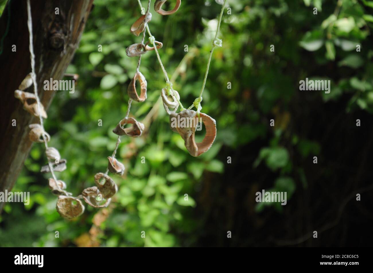 Perle di rapana appese su un albero nella foresta Foto Stock