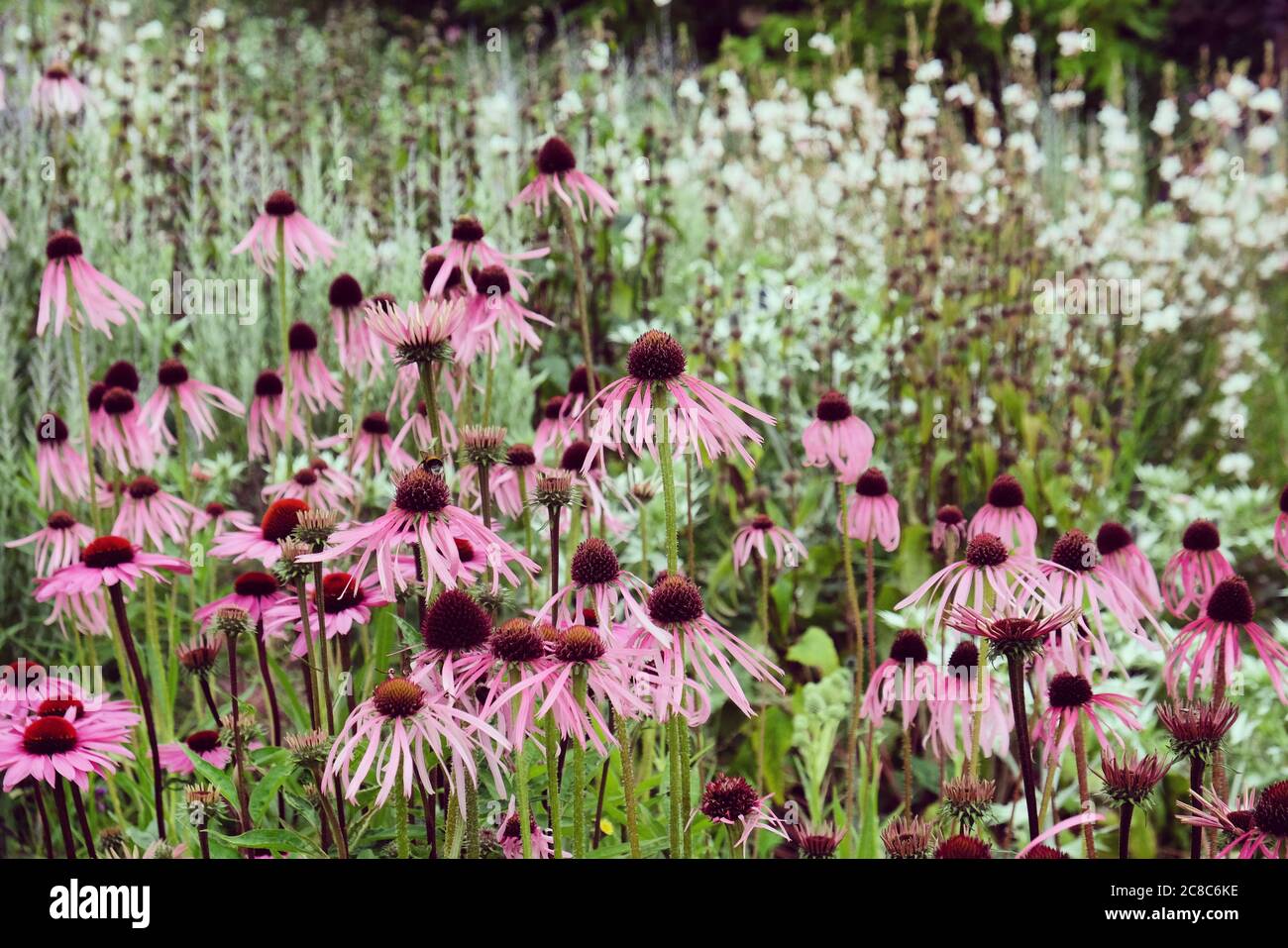 Echinacea pallida, o comunemente chiamato pale violetto Coneflower, in fiore nei mesi estivi Foto Stock