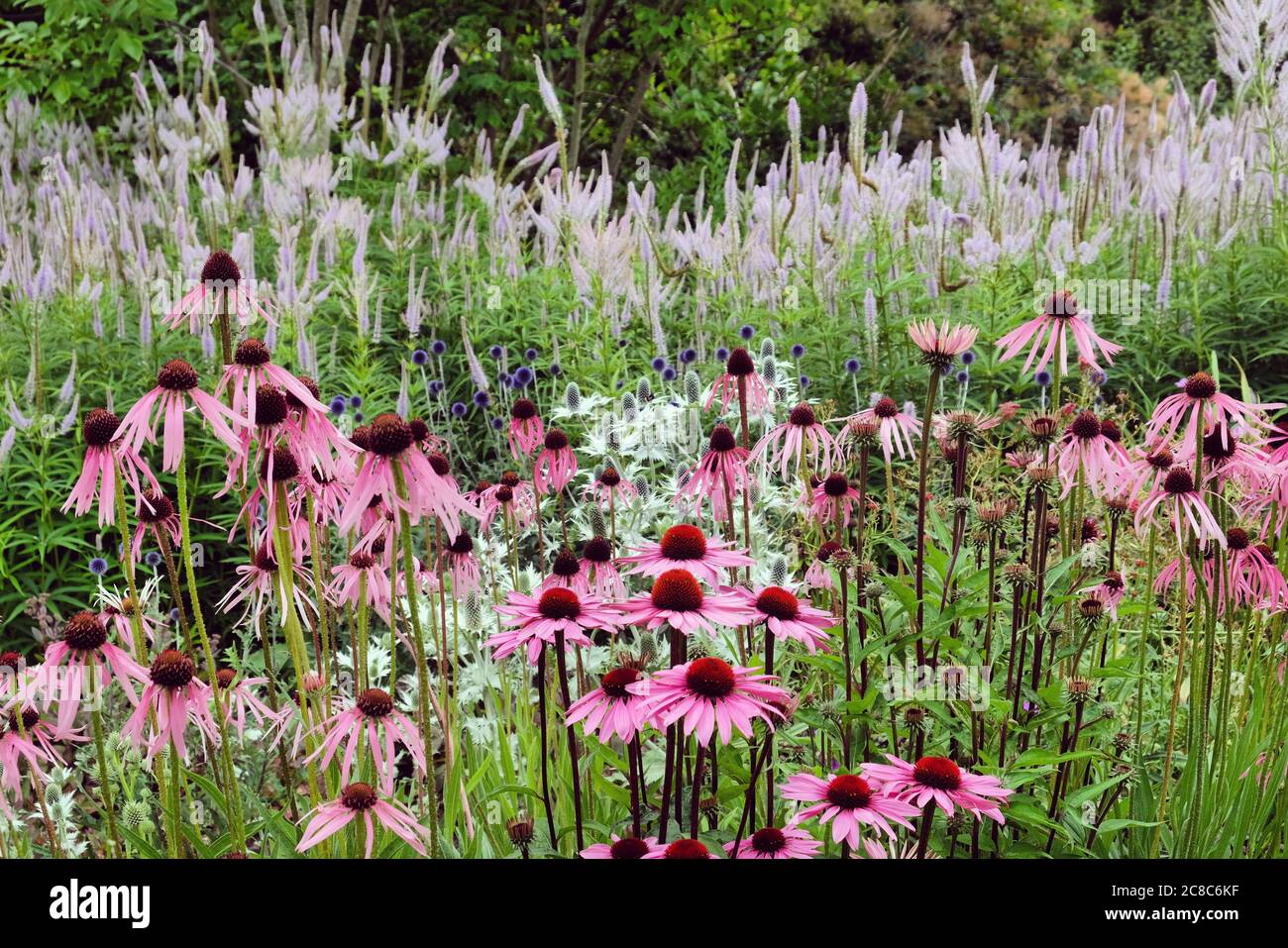 Echinacea pallida, o comunemente chiamato pale violetto Coneflower, in fiore nei mesi estivi Foto Stock