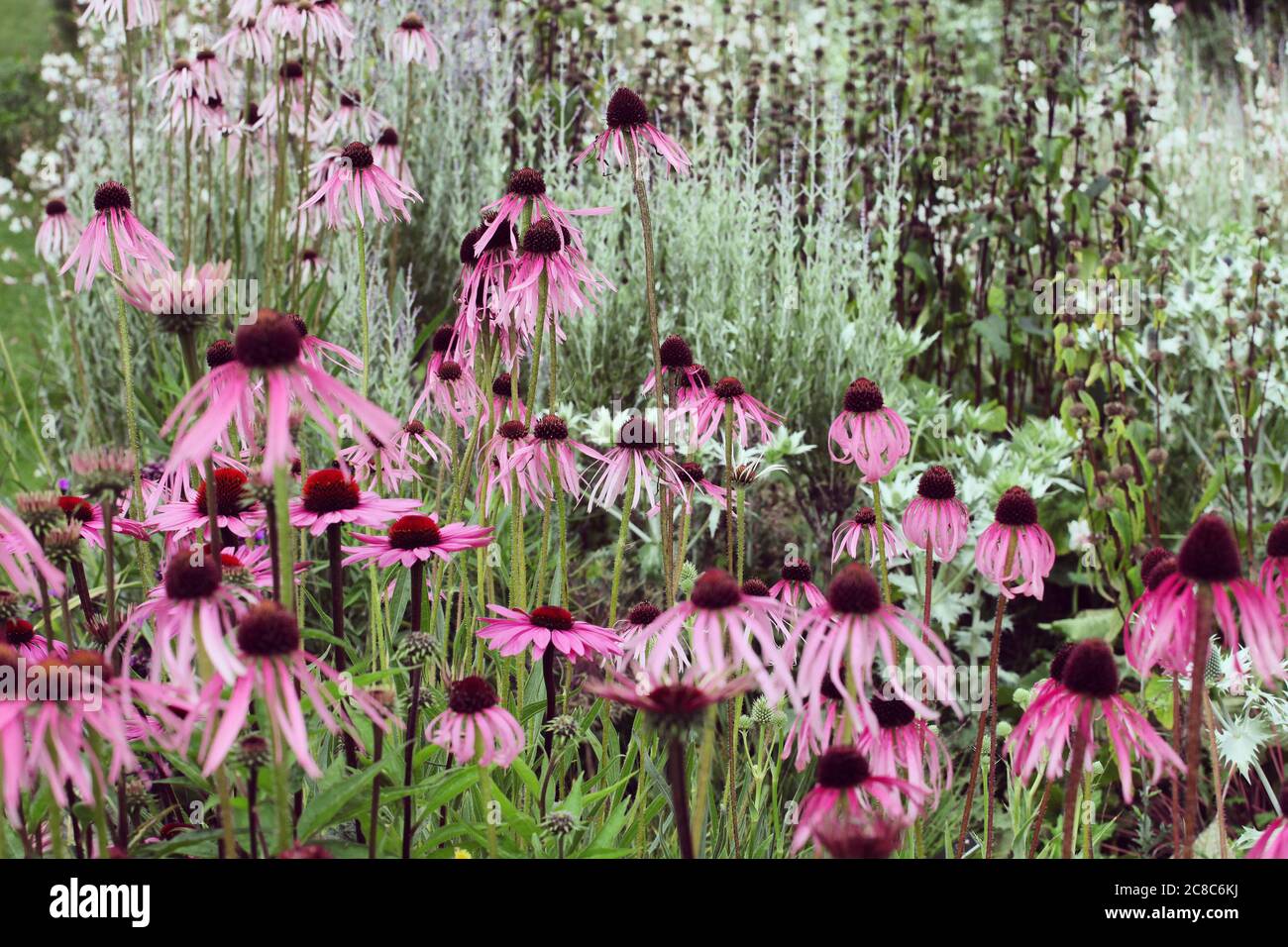Echinacea pallida, o comunemente chiamato pale violetto Coneflower, in fiore nei mesi estivi Foto Stock
