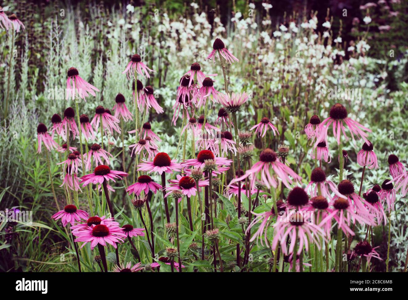 Echinacea pallida, o comunemente chiamato pale violetto Coneflower, in fiore nei mesi estivi Foto Stock