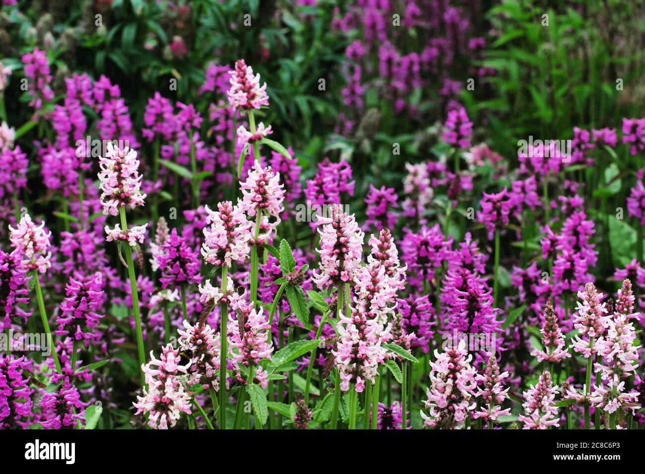 Porpora e rosa 'betonia di legno' o ''mosto di alfiere' in fiore Foto Stock